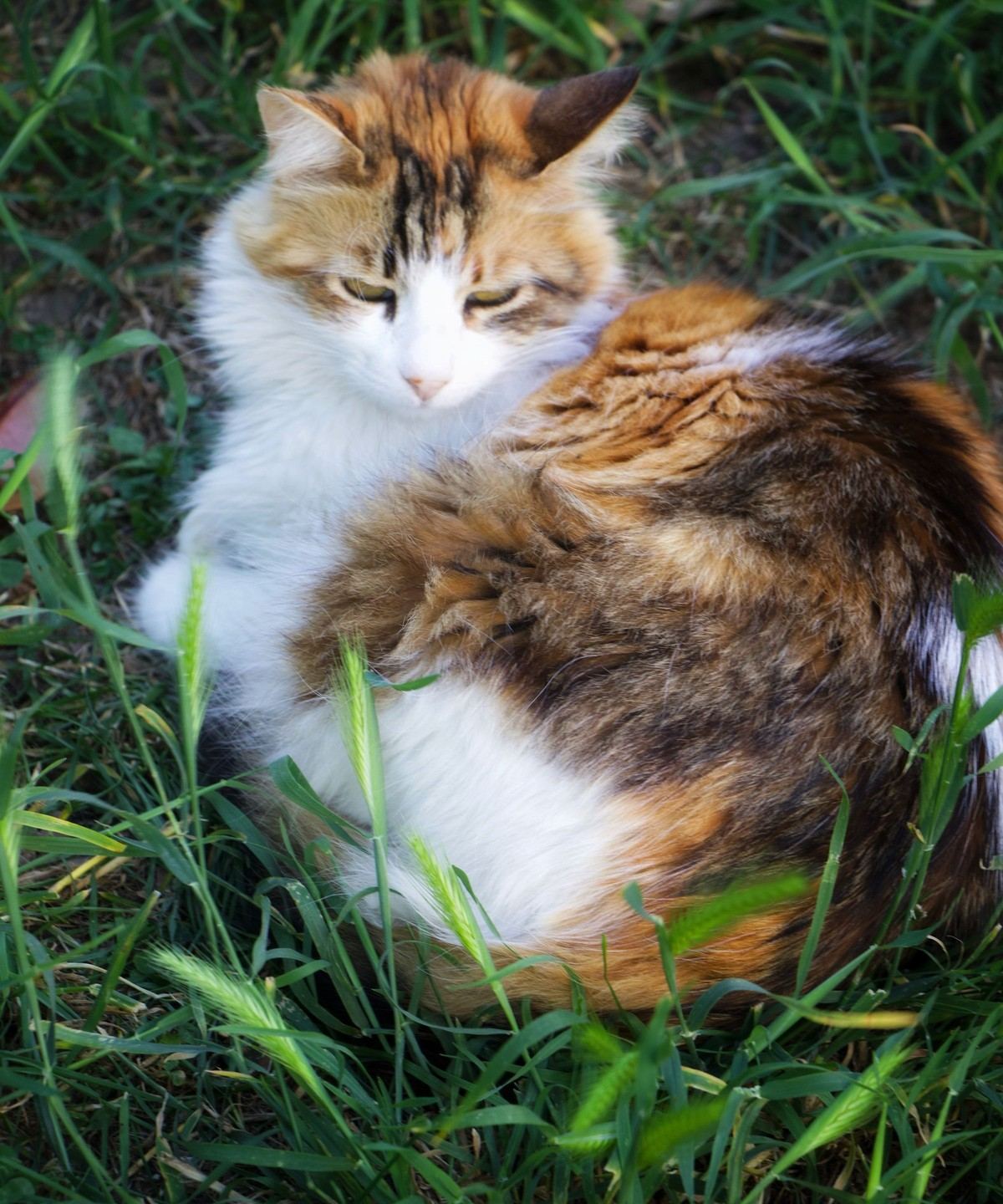 A fluffy calico cat resting in tall green grass outdoors