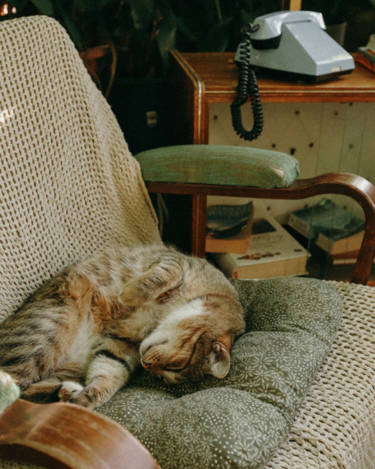 A tabby cat asleep on a cushion in a knit-throw armchair