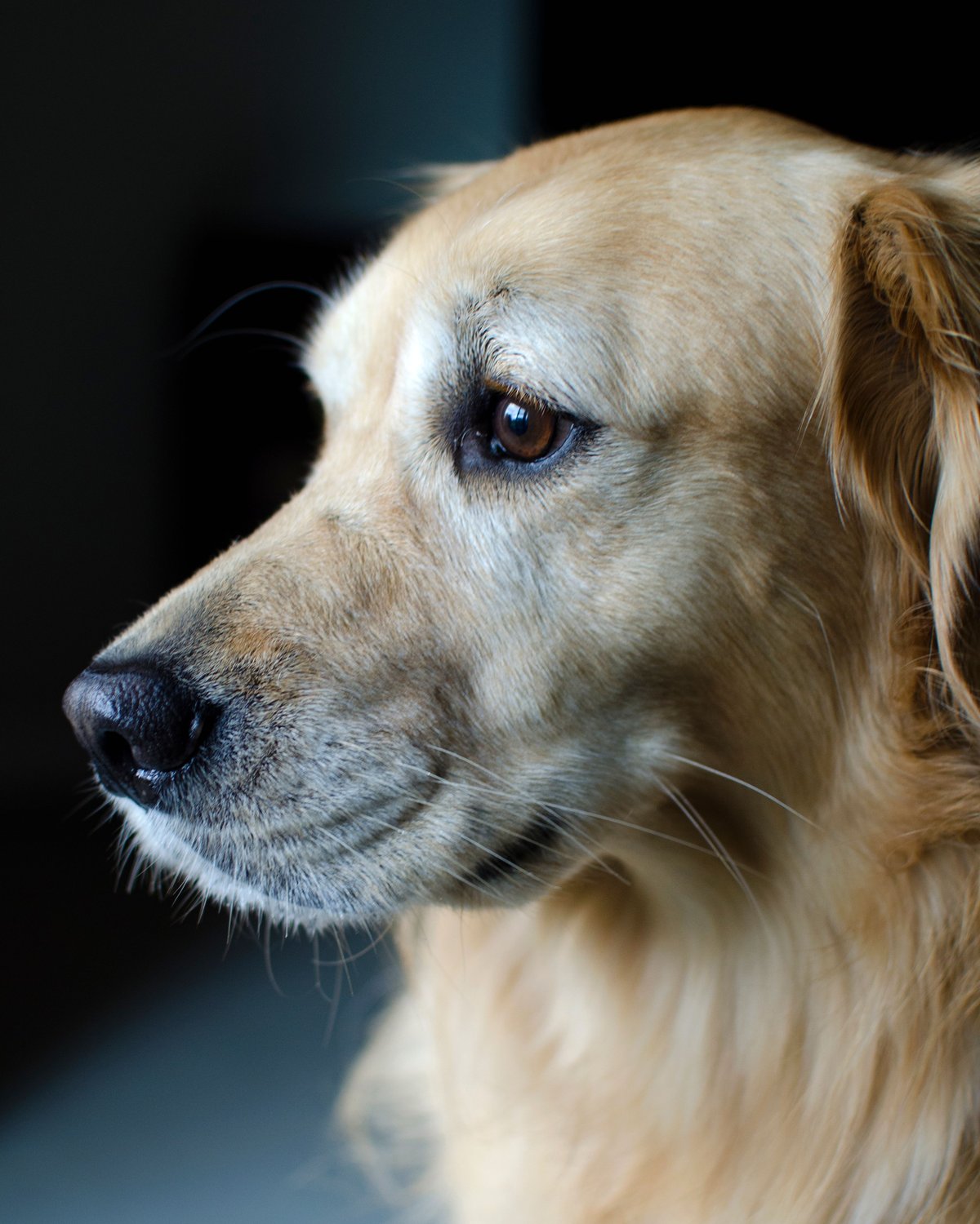 A senior golden retriever with a pale muzzle in profile, bright-eyed