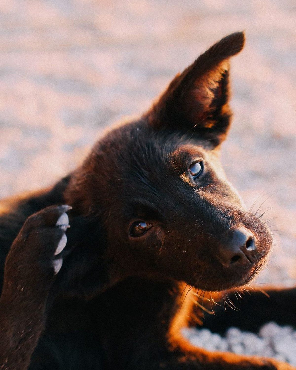 A black puppy scratching its ear on gravel in golden light