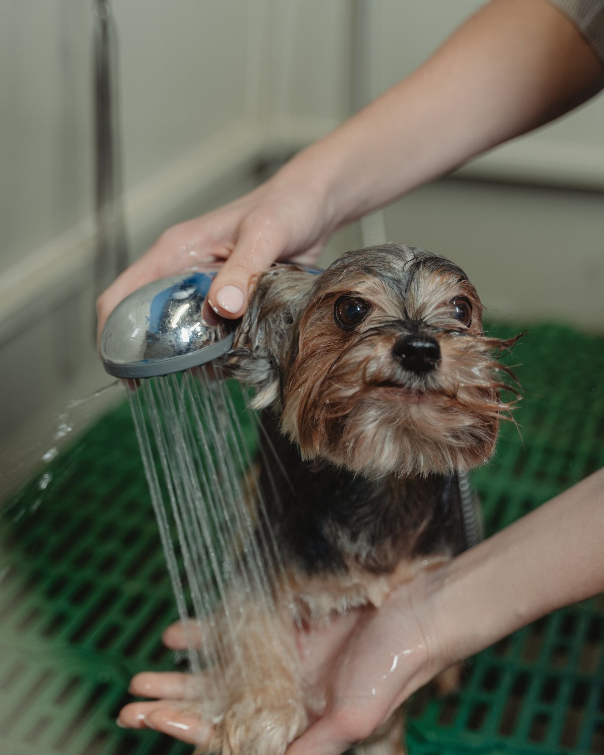 A Yorkshire terrier being gently rinsed with a hand shower, bare hands only