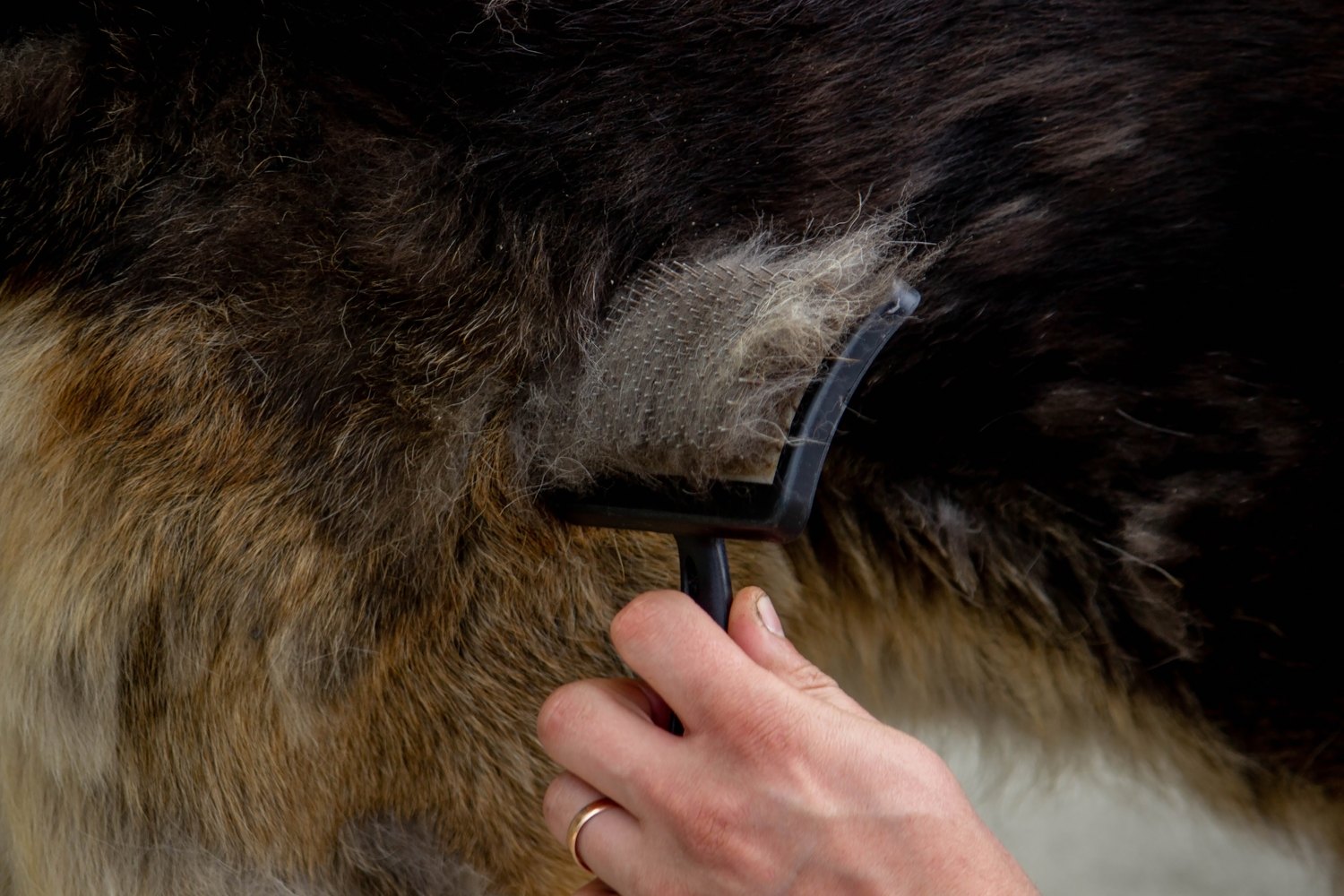 A bare hand drawing a grooming comb through a dog's thick coat