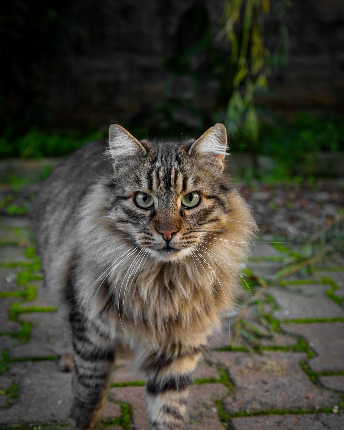 A long-haired tabby cat walking along a mossy stone path