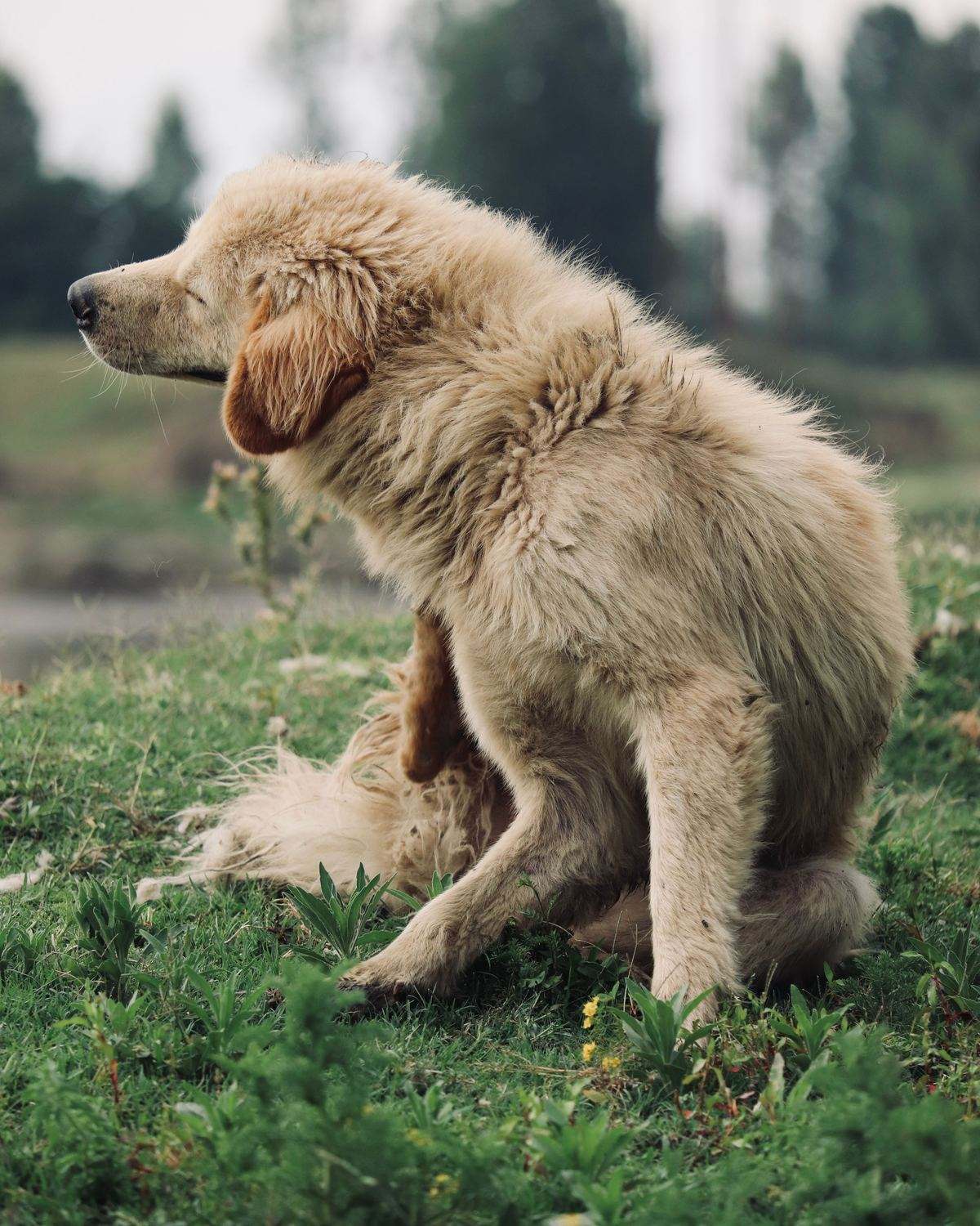 A fluffy cream dog in a grassy field scratching its side with a hind leg