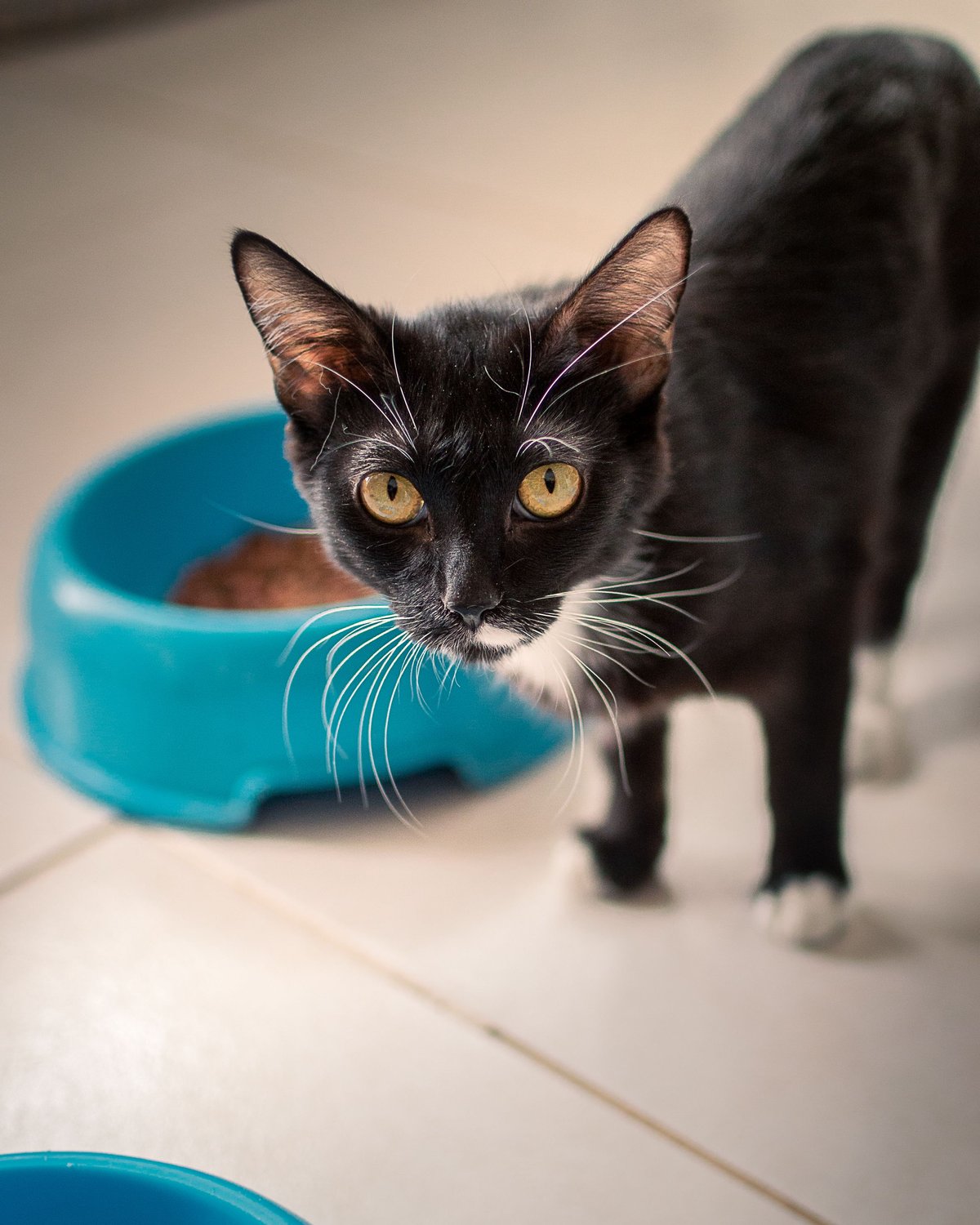 A sleek black cat beside a teal food bowl, looking straight at the camera