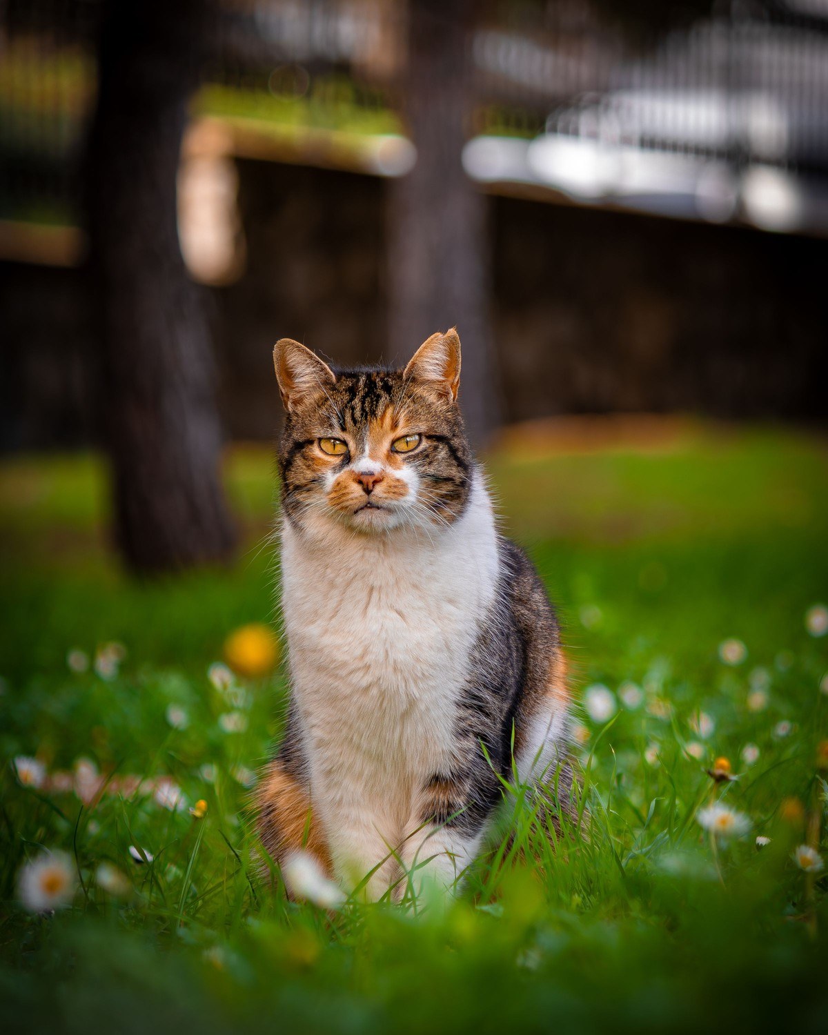 A tabby and white cat sitting in a sunlit meadow scattered with daisies