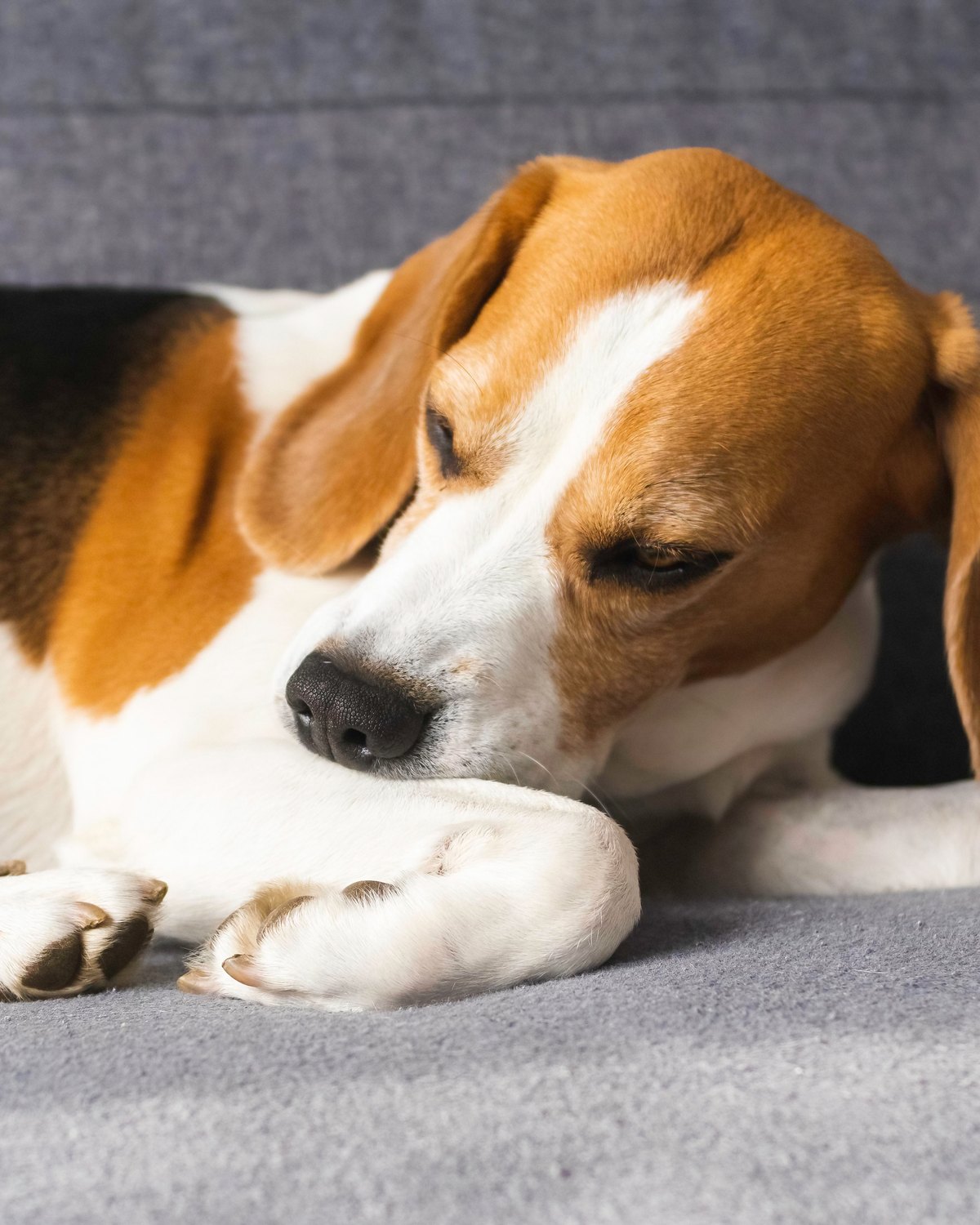 A beagle curled up asleep on a grey sofa at home