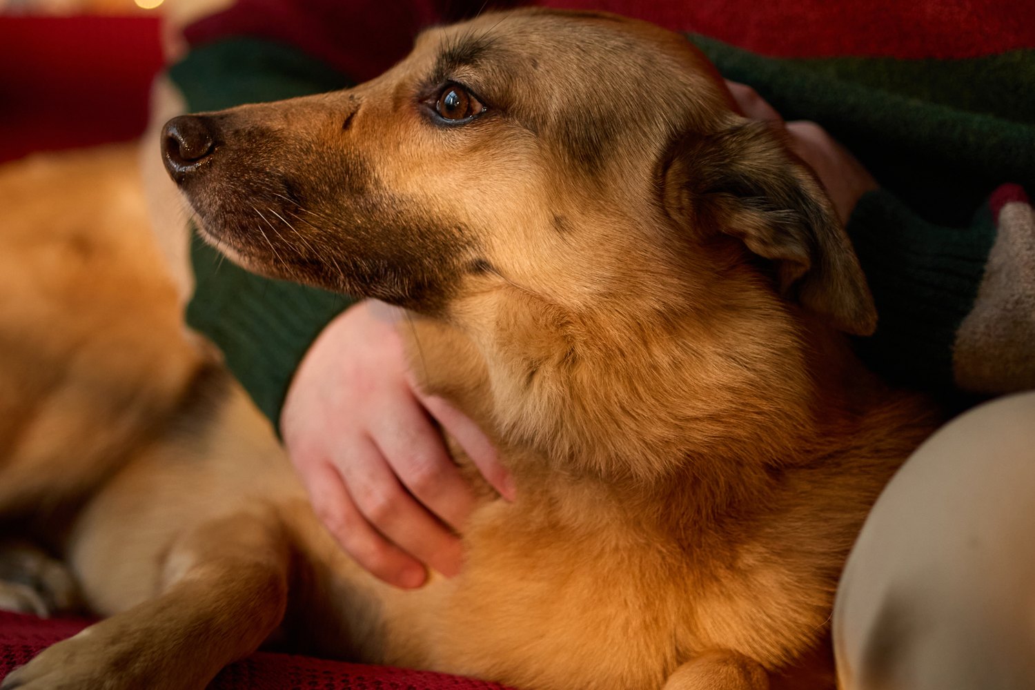 A tan dog leaning contentedly into its person's arms on a red sofa at home