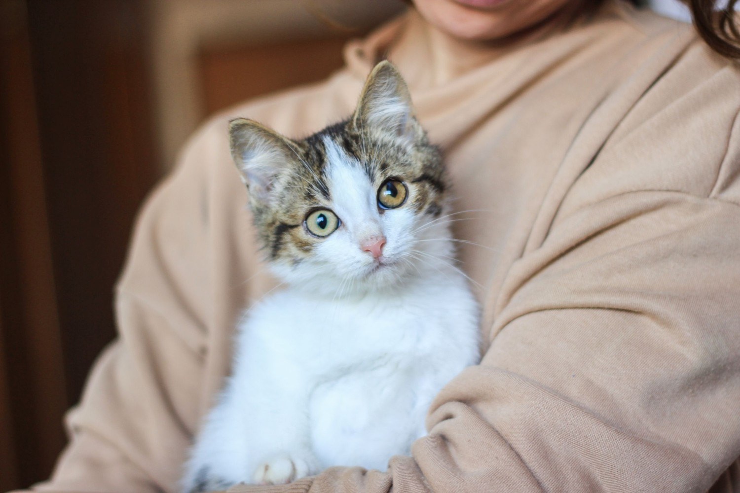 A tabby and white kitten held in the arm of someone in a soft beige sweater