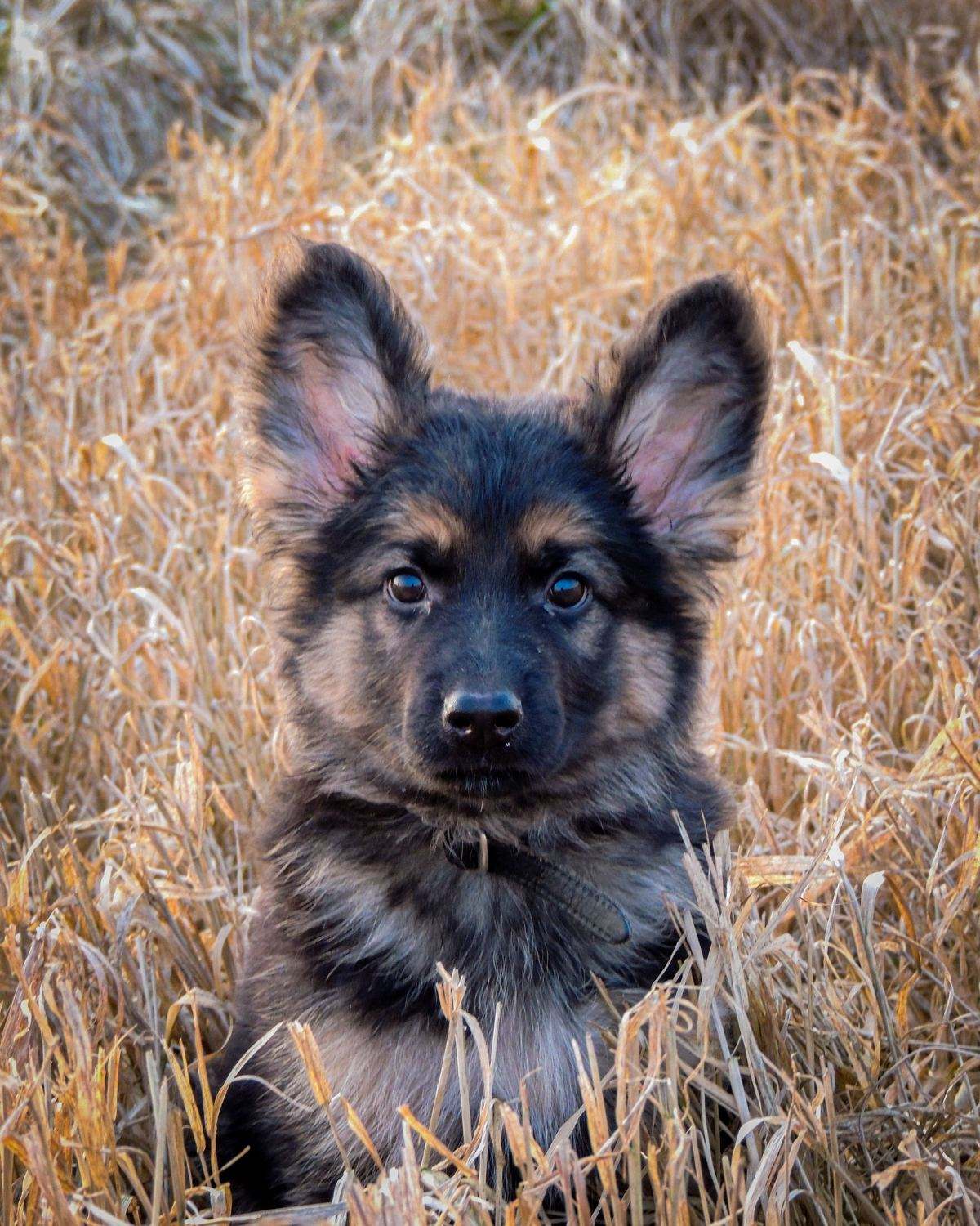 A German Shepherd puppy sitting upright in golden grass, ears up