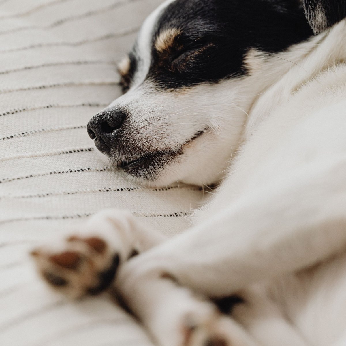 A black and white dog fast asleep on a cream knit blanket