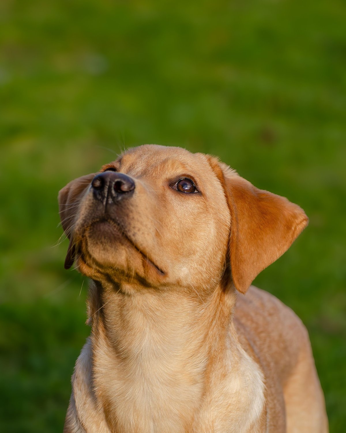A bright-eyed yellow Labrador puppy on green grass, looking up