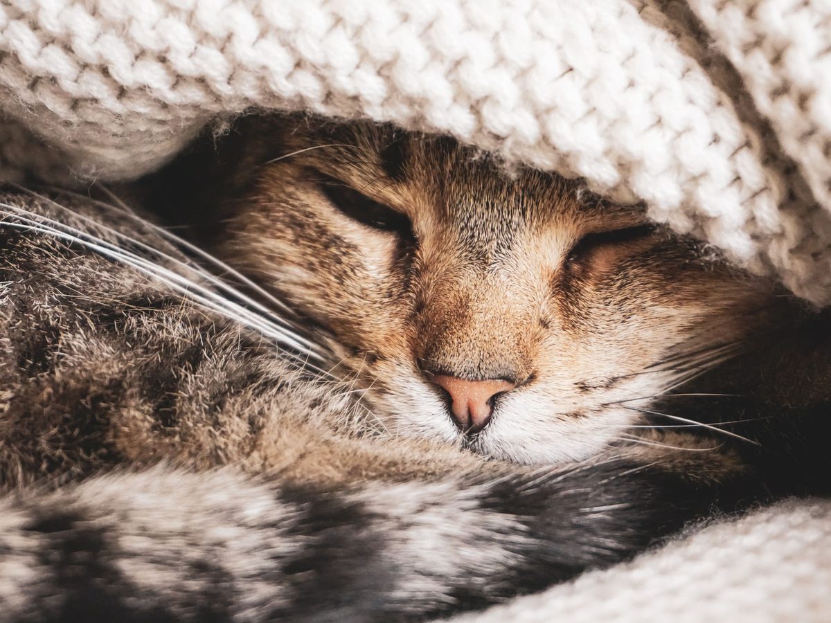 A tabby cat asleep under a cream knit blanket