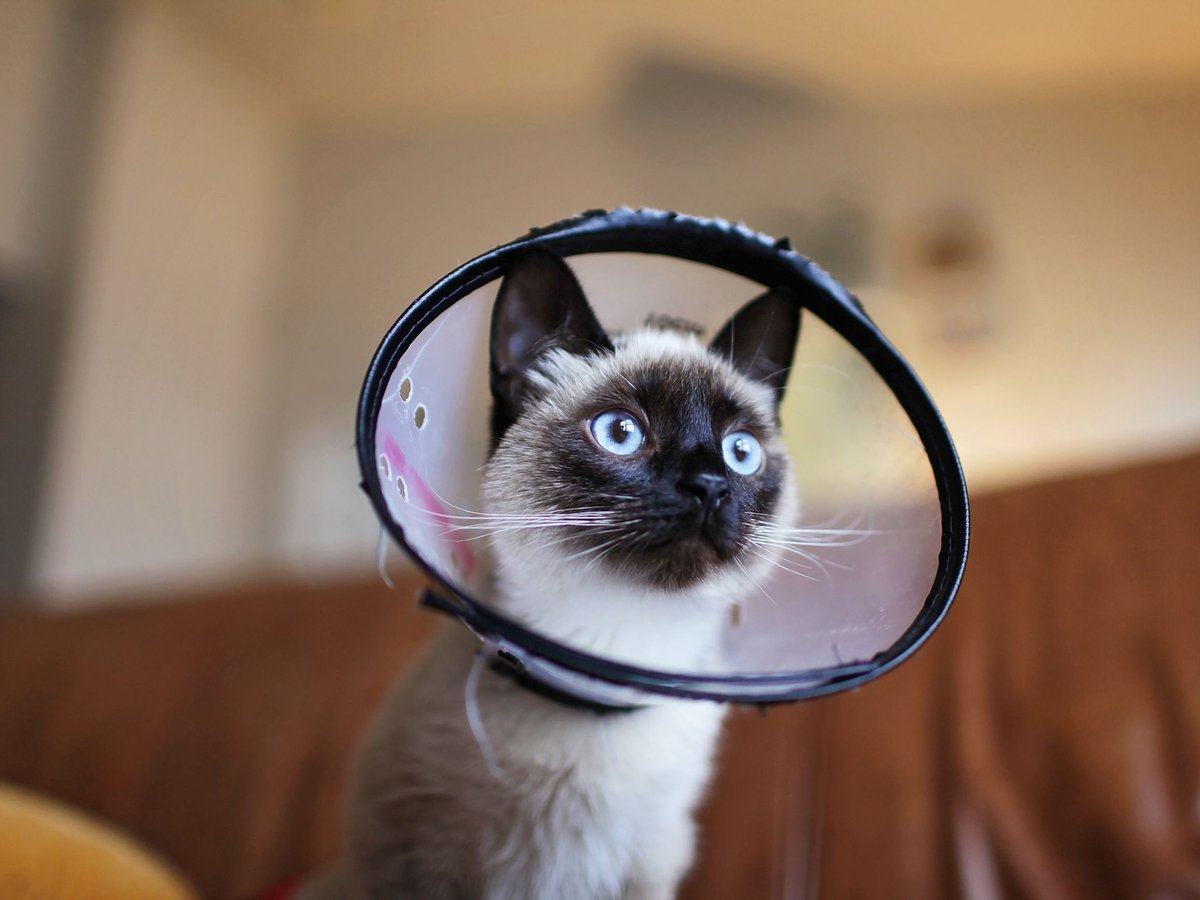 A young Siamese cat in a clear recovery cone, bright and curious