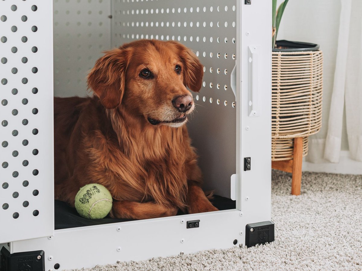 A golden retriever lying calmly in an open crate in a bright living room