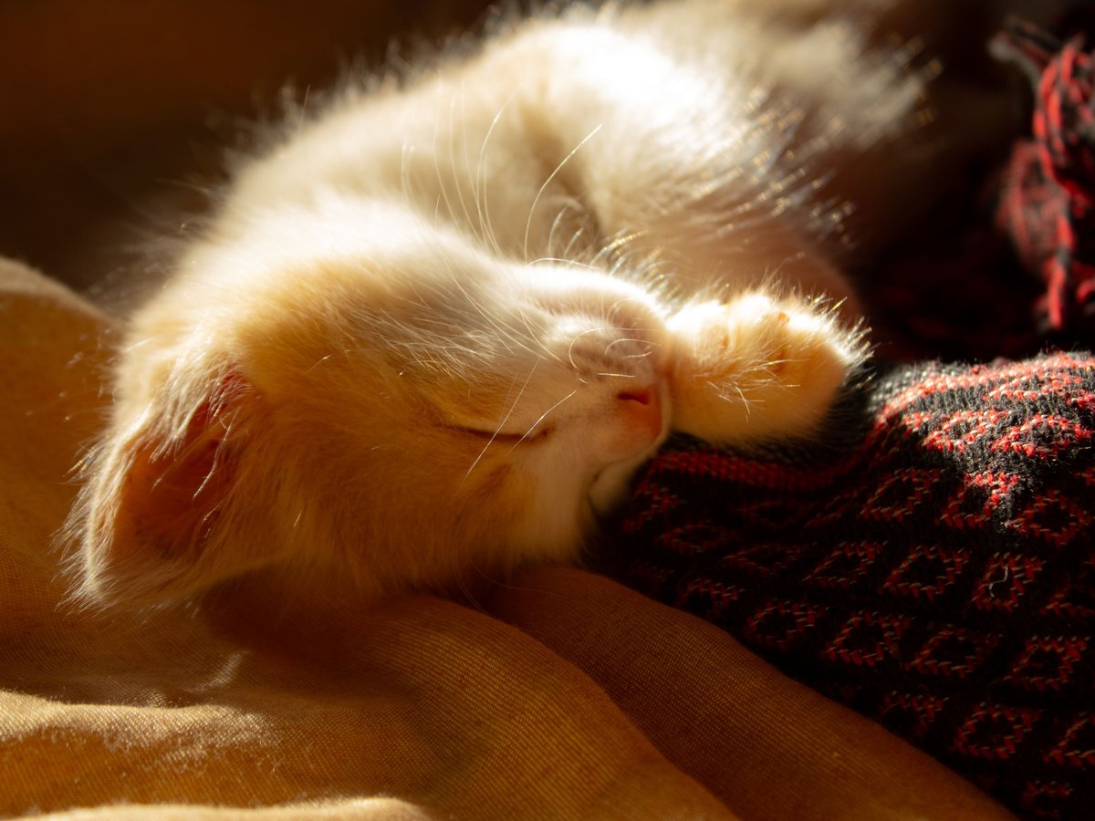 A ginger kitten dozing on its back on a blanket in warm sun