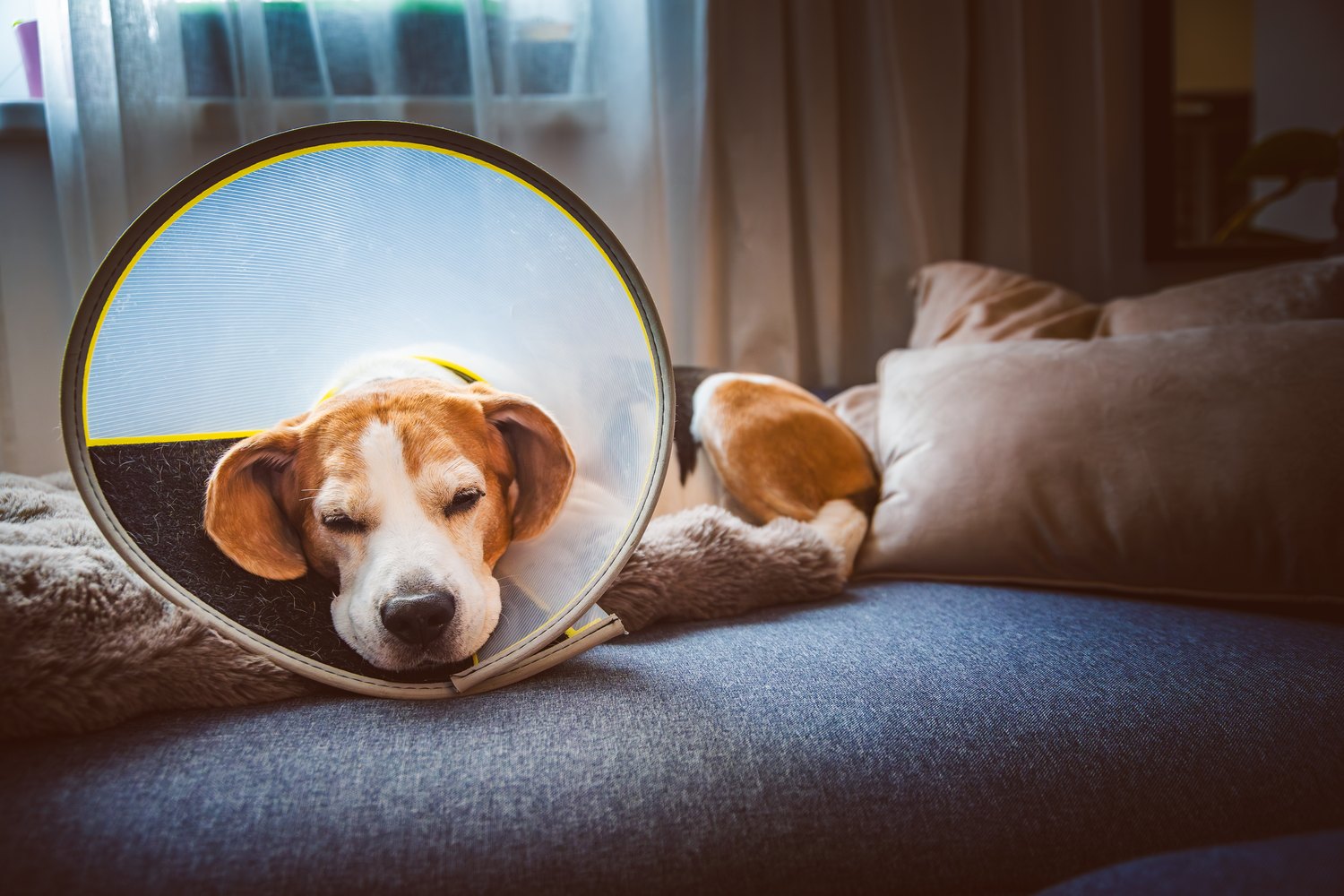 A beagle resting peacefully in a clear recovery cone on a cozy couch