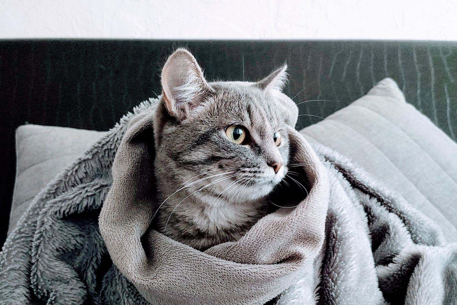 A grey tabby cat wrapped snugly in a fleece blanket on a cushion