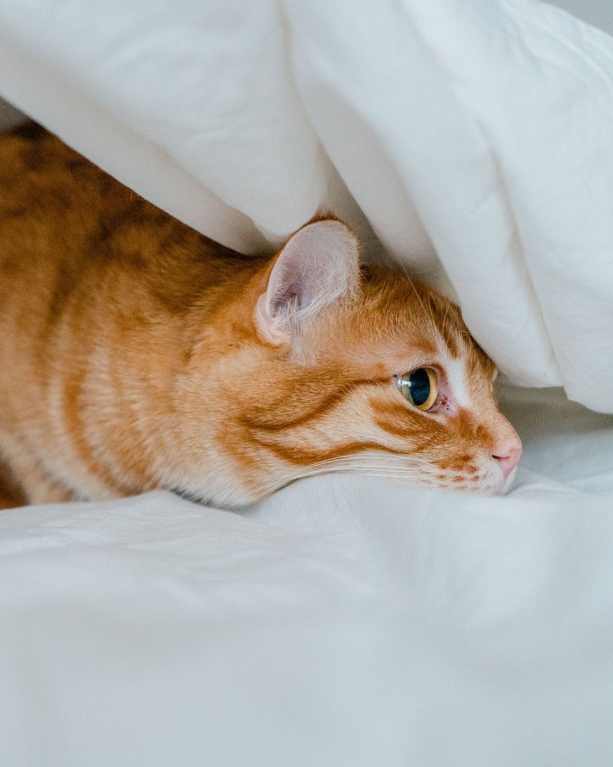 A ginger tabby cat resting calmly under a white duvet