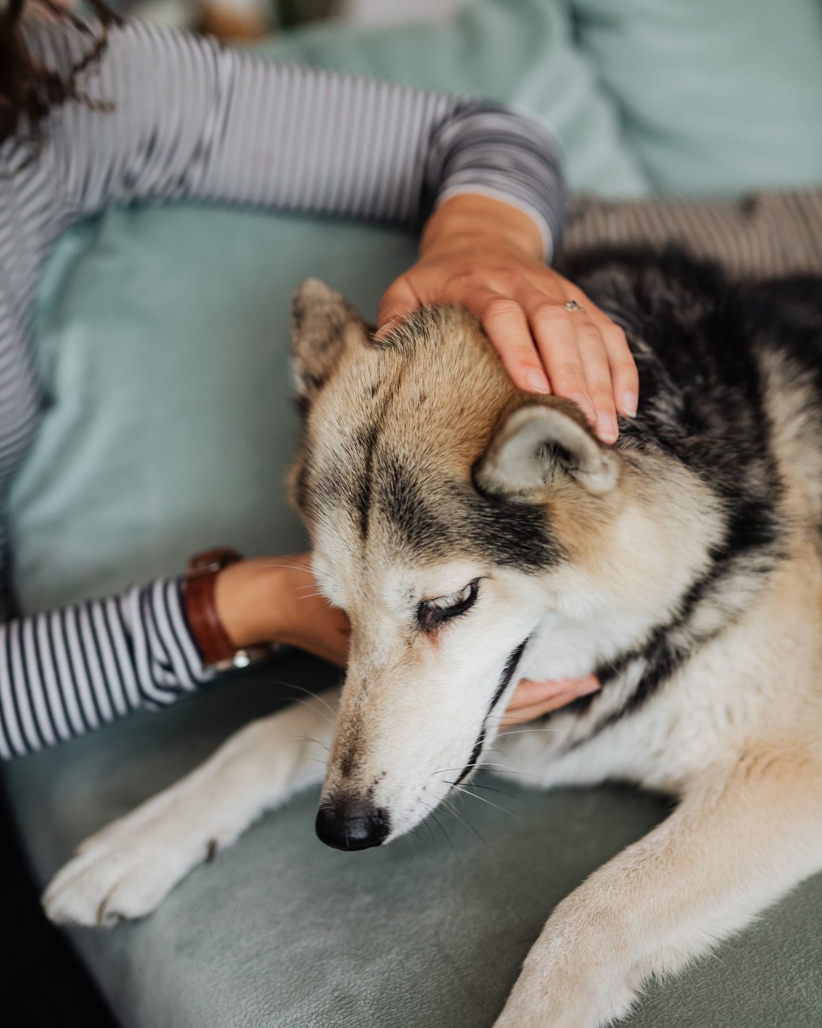 An owner's hand resting on a drowsy husky's head on a sage-green sofa