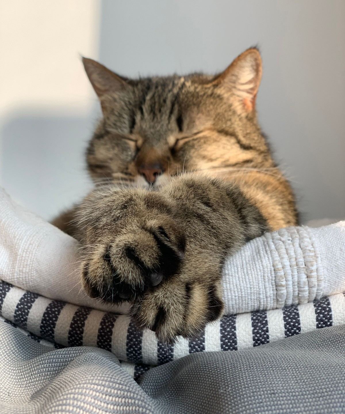 A tabby cat dozing with its paws tucked over a soft striped blanket
