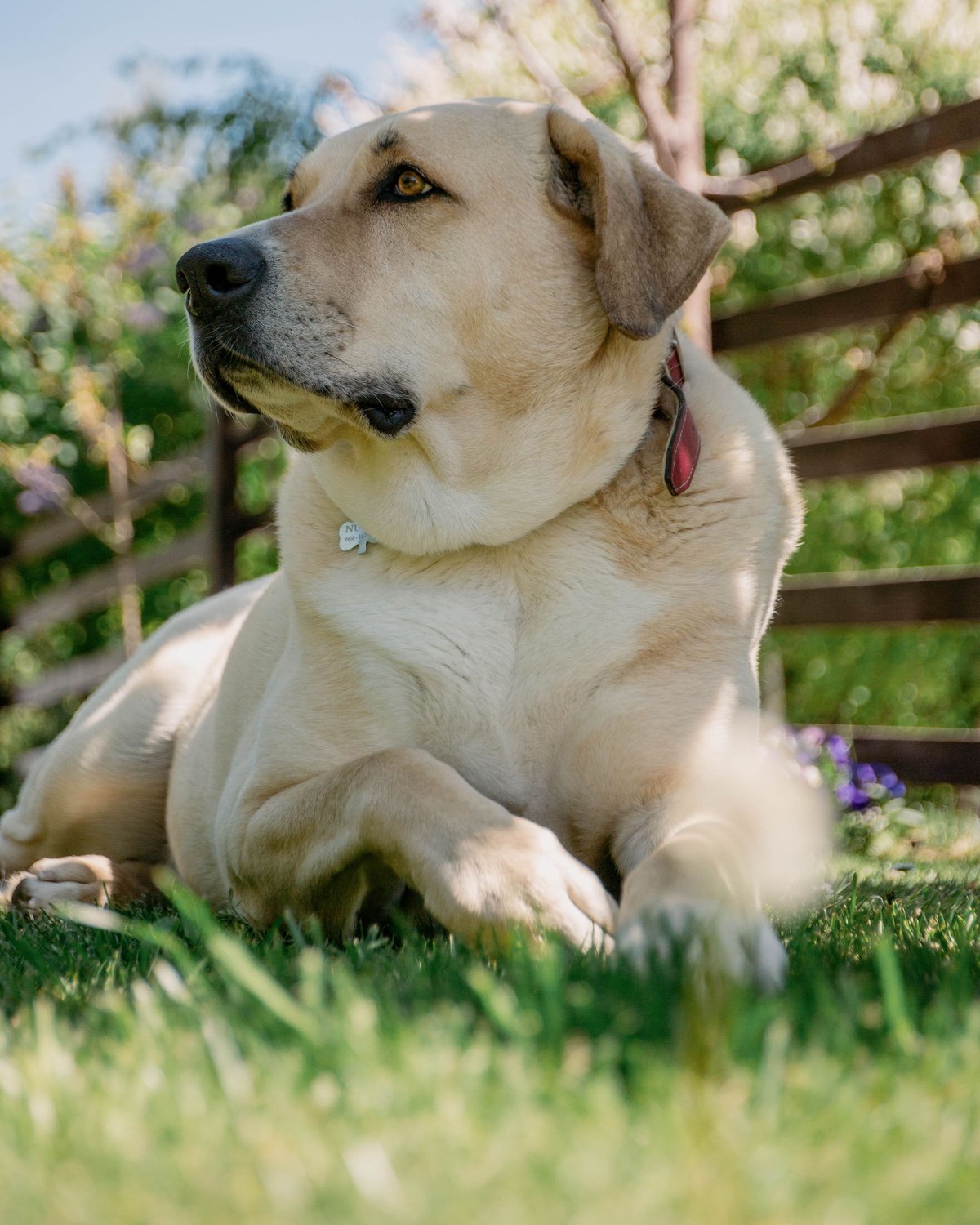 A yellow Labrador-type dog lying in sunny grass beside a wooden rail fence